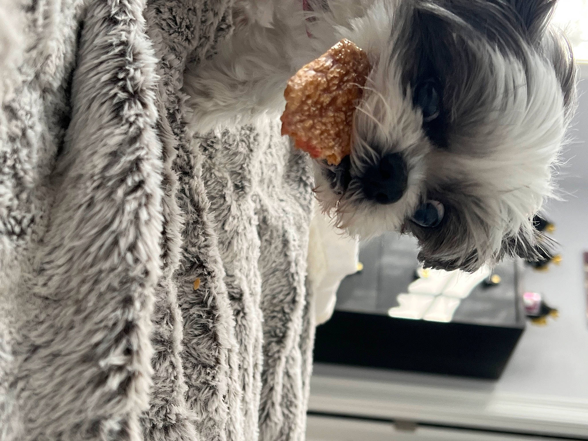 Mindy joined the competition — help win amazing prizes! companion_dog, dress, fashion_design, fur, fur_clothing, grey, room, sporting_group, sunglasses, textile, toy, vertebrate, winter, wool