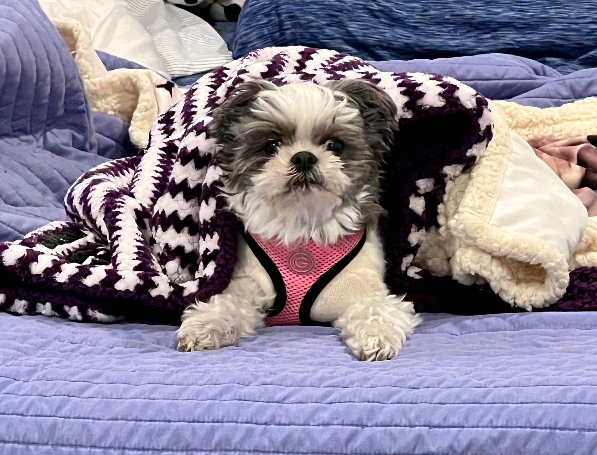 Mindy is registered to the contest to win money with this photo: canidae, carnivore, comfort, companion_dog, dog, dog_breed, dog_clothes, dog_collar, dog_supply, eyewear, fur, pattern, paw, rectangle, shih_tzu, small_terrier, snout, sporting_group, toy_dog, working_animal