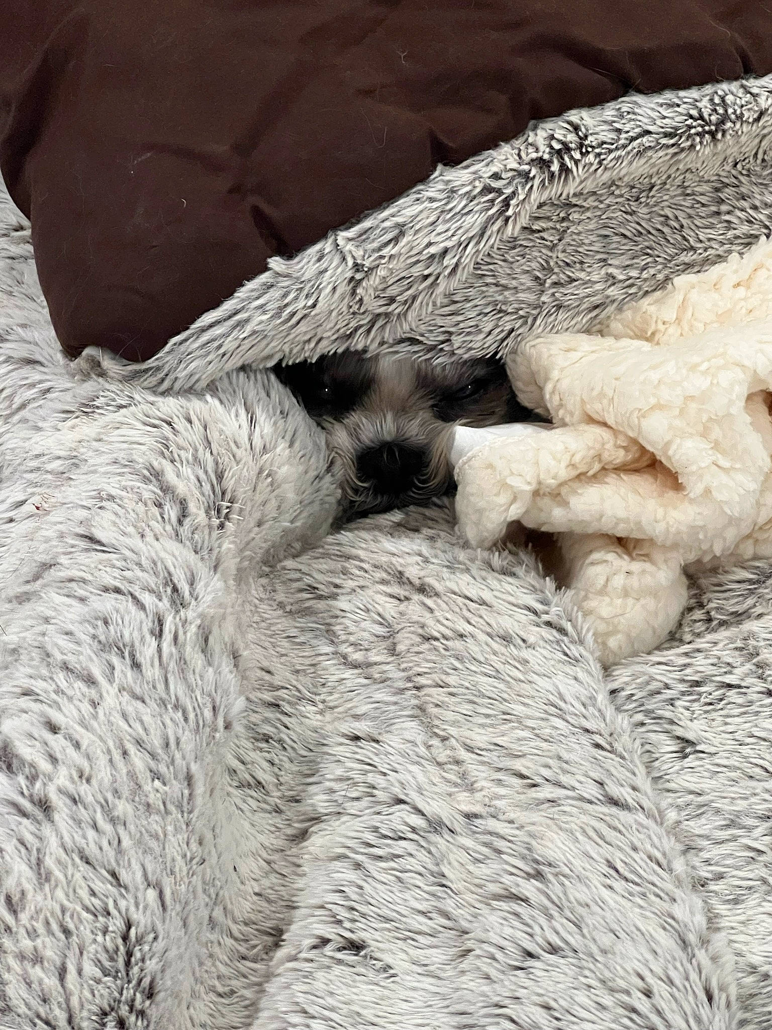 Mindy is registered to the contest to win money with this photo: carnivore, claw, comfort, fur, grey, mammal, monochrome, monochrome_photography, pattern, polar_bear, snout, tail, terrestrial_animal, whiskers, wildlife, wood, wool, woolen, working_animal