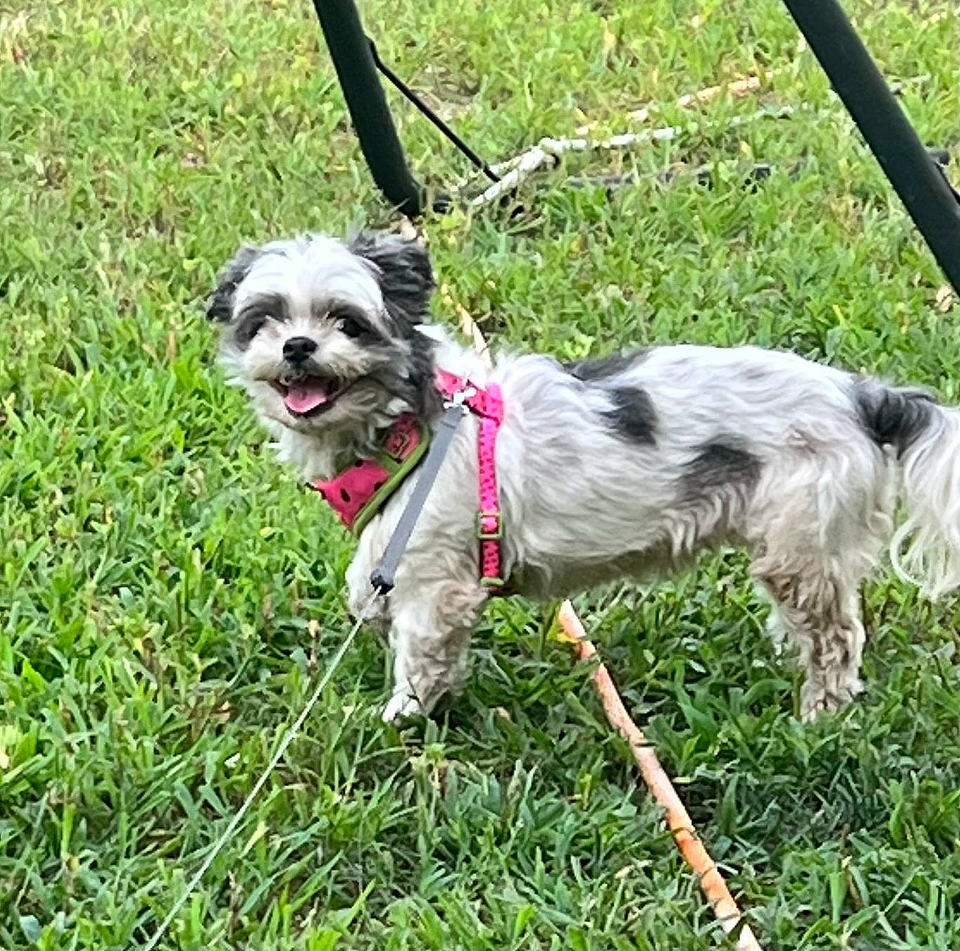 Mindy joined the competition — help win amazing prizes! canidae, carnivore, collar, companion_dog, dog, dog_breed, dog_collar, dog_supply, fashion_accessory, fawn, fur, grass, leash, non_sporting_group, pet_supply, plant, sporting_group, tail, toy_dog, working_animal