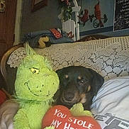 Harley is registered to the contest to win money with this photo: dog, plush_toy, grinch, heart_pillow, indoor, couch, lace, decor, cardinal_bird, wall_art, blanket, person, hand, furniture, home, cozy, pet, stuffed_animal, text, relaxed
