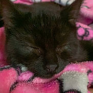 Kee Kee is registered to the contest to win money with this photo: animal, black_cat, blanket, cat, closeup, comfort, cozy, cute, fur, furry, indoor, kitten, nap, pet, pink, resting, sleeping, soft, warm, young