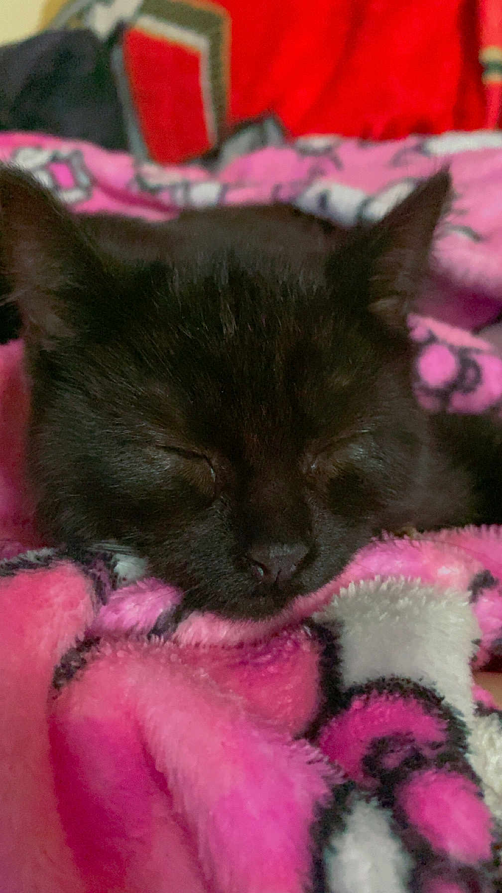 Kee Kee is registered to the contest to win money with this photo: animal, black_cat, blanket, cat, closeup, comfort, cozy, cute, fur, furry, indoor, kitten, nap, pet, pink, resting, sleeping, soft, warm, young