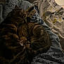 Maki participe au concours pour gagner de l'argent avec cette photo : cat, tabby, sleeping, bed, blanket, cozy, feline, pet, animal, indoor, resting, fur, striped, cute, snuggling, companion, domestic, quiet, relaxed, warm