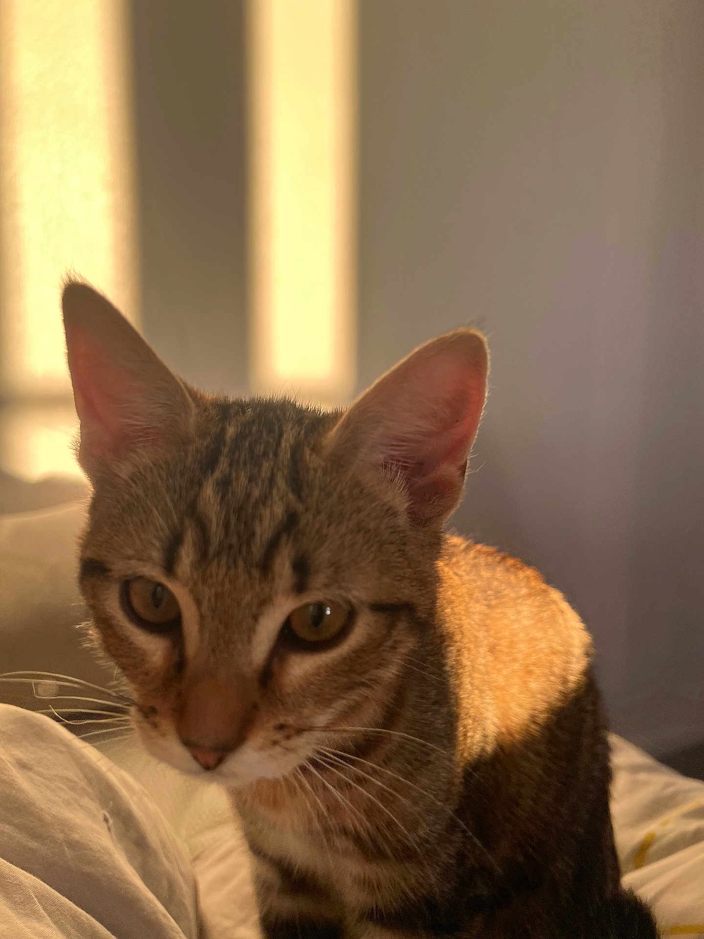 Maki a rejoint le concours — aidez-le/la à gagner de superbes lots ! cat, tabby, indoor, sunlight, close_up, pet, animal, feline, whiskers, ears, face, curious, bed, soft_light, shadow, cozy, domestic, young_cat, striped, fur