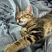 Maki participe au concours pour gagner de l'argent avec cette photo : cat, kitten, sleeping, tabby, paw, fur, whiskers, blanket, fabric, cozy, indoor, resting, cute, pet, animal, closeup, relaxed, soft, striped, domestic_cat