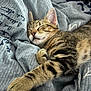 cat, kitten, sleeping, tabby, paw, fur, whiskers, blanket, fabric, cozy, indoor, resting, cute, pet, animal, closeup, relaxed, soft, striped, domestic_cat