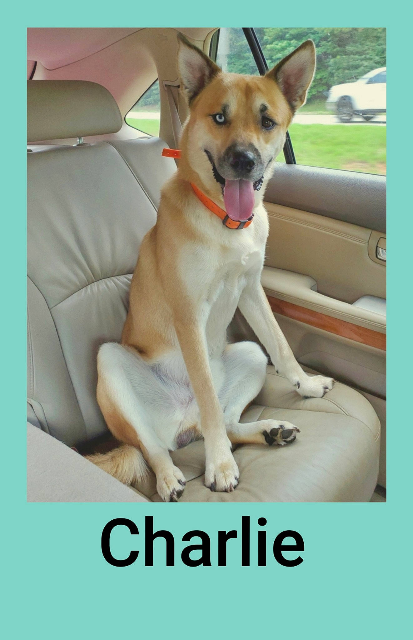 Charlie joined the competition — help win amazing prizes! ancient_dog_breeds, canidae, carnivore, collar, comfort, companion_dog, dog, dog_breed, dog_collar, dog_supply, door, fawn, non_sporting_group, paw, photo_caption, sporting_group, street_dog, tail, working_animal, working_dog