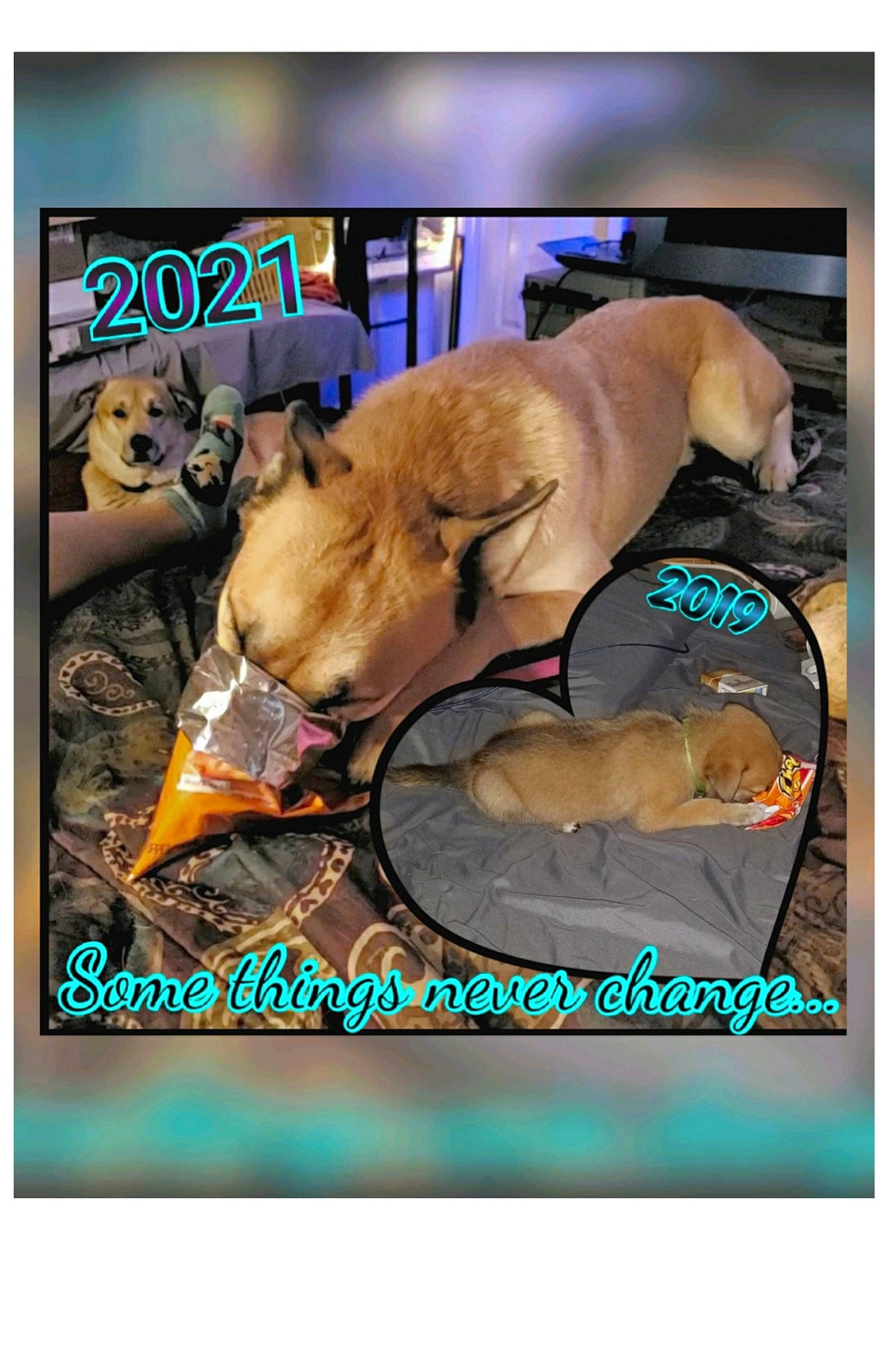 Charlie joined the competition — help win amazing prizes! canidae, carnivore, collar, companion_dog, dog, dog_breed, dog_supply, fawn, felidae, non_sporting_group, paw, pet_supply, photo_caption, snout, sporting_group, stuffed_toy, tail, toy, wildlife, working_animal