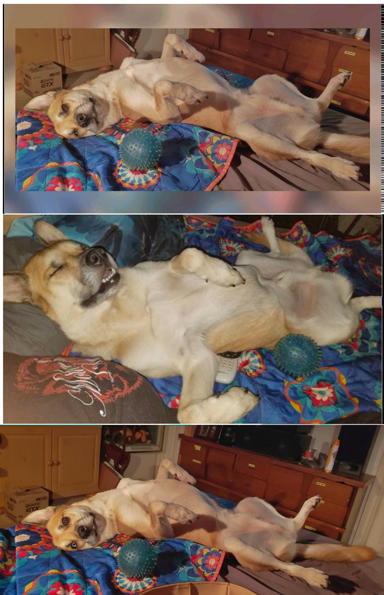 Charlie joined the competition — help win amazing prizes! art, blue, canidae, carnivore, collage, collection, companion_dog, dog, dog_breed, event, fawn, fur, mammal, photograph, room, snapshot, sporting_group, textile, vertebrate, visual_arts