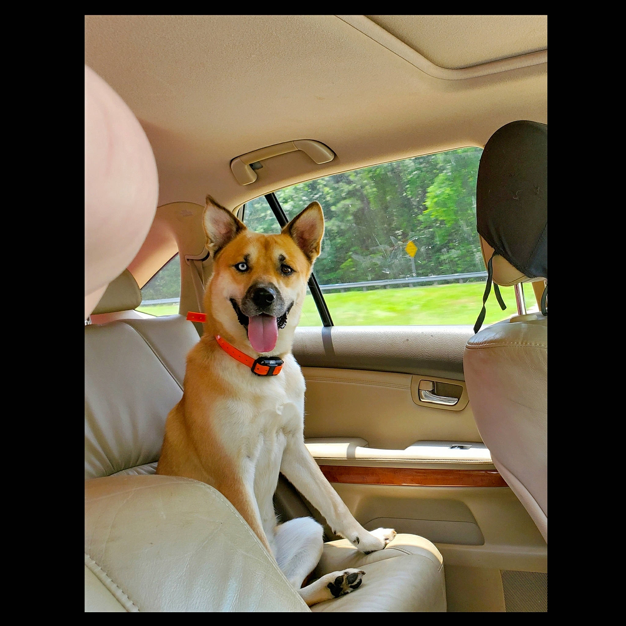 Charlie is registered to the contest to win money with this photo: automotive_design, automotive_exterior, automotive_mirror, car, car_seat, car_seat_cover, carnivore, comfort, companion_dog, dog, dog_breed, fawn, motor_vehicle, personal_luxury_car, steering_wheel, tints_and_shades, vehicle, vehicle_door, window, working_animal