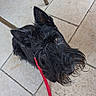 J'Scott participe au concours pour gagner de l'argent avec cette photo : animal, black_dog, canine, companion, curious, cute, dog, ears, eyes, fur, indoor, leash, looking_up, pet, portrait, red_leash, scottish_terrier, small_dog, tile_floor, whiskers