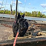 animal, boat, calm, chain, clouds, daytime, dock, dog, landscape, leash, nature, outdoor, pet, river, rope, scottish_terrier, sky, trees, water, wood