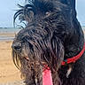 J'Scott a rejoint le concours — aidez-le/la à gagner de superbes lots ! animal, beach, black_dog, canine, closeup, collar, daylight, dog, ears, fur, leash, muzzle, nature, outdoor, pet, portrait, sand, scottish_terrier, sea, sky