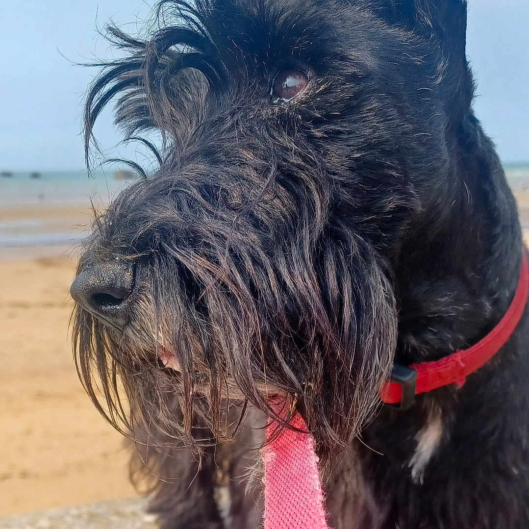 J'Scott a rejoint le concours — aidez-le/la à gagner de superbes lots ! animal, beach, black_dog, canine, closeup, collar, daylight, dog, ears, fur, leash, muzzle, nature, outdoor, pet, portrait, sand, scottish_terrier, sea, sky