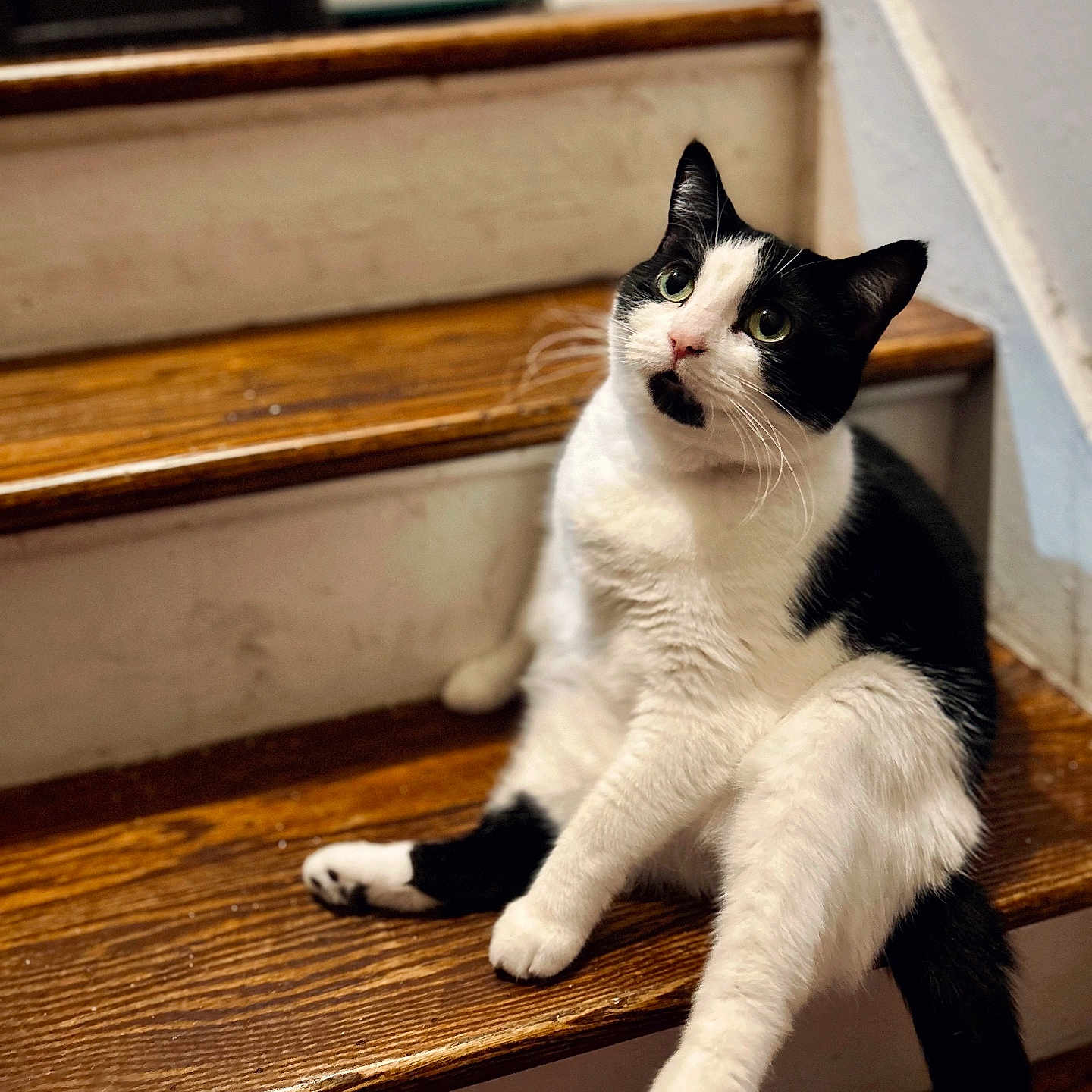 Zaldi joined the competition — help win amazing prizes! abyssinian, animal, architecture, building, cat, furniture, handrail, hardwood, house, housing, indoors, interiordesign, kitten, manx, pet, plywood, porch, stainedwood, staircase, wood