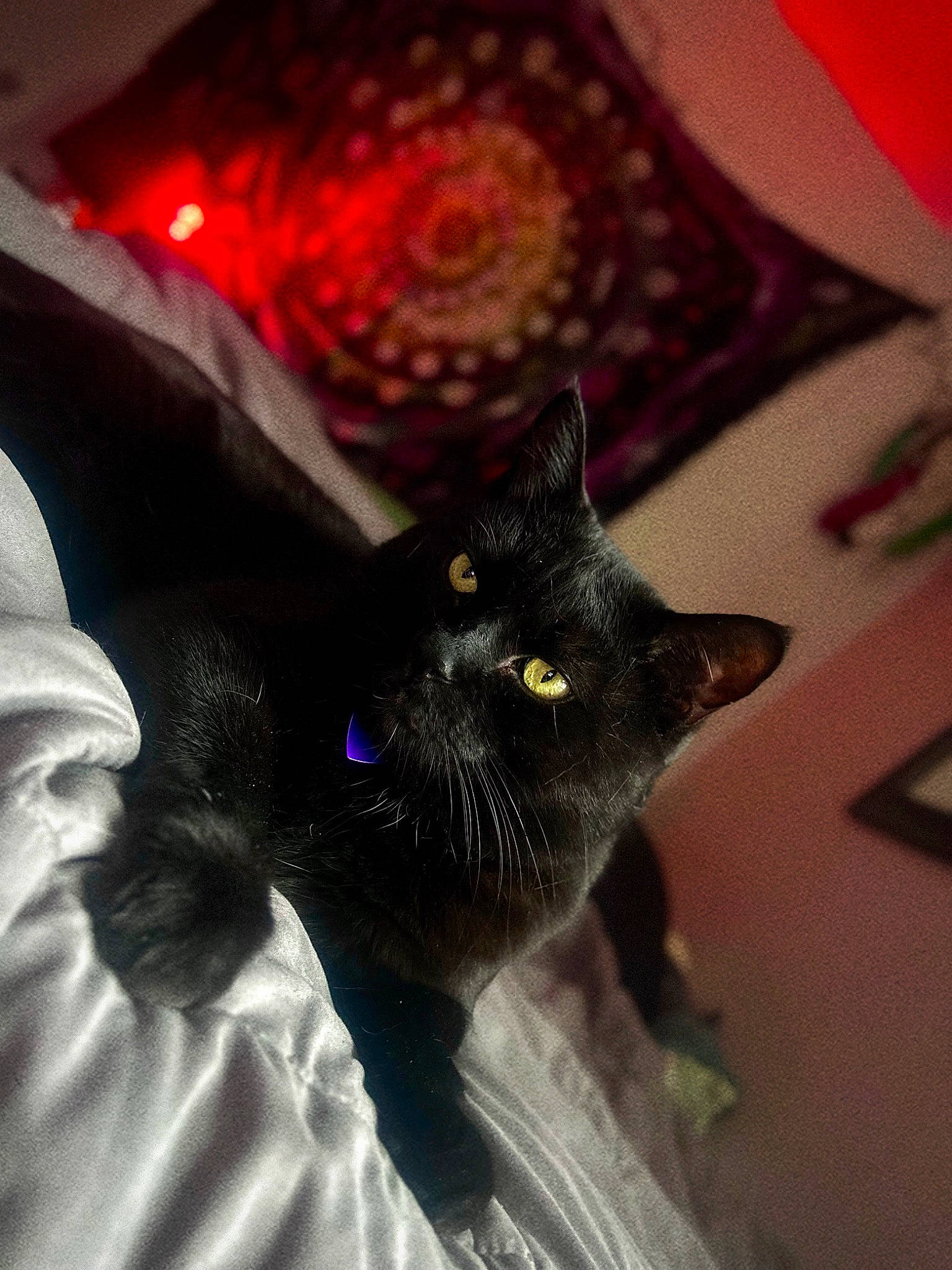 Vader is registered to the contest to win money with this photo: black_cat, bombay, carmine, carnivore, cat, claw, domestic_short_haired_cat, electric_blue, fashion_accessory, felidae, fur, grey, havana_brown, magenta, pattern, purple, small_to_medium_sized_cats, snout, tail, whiskers