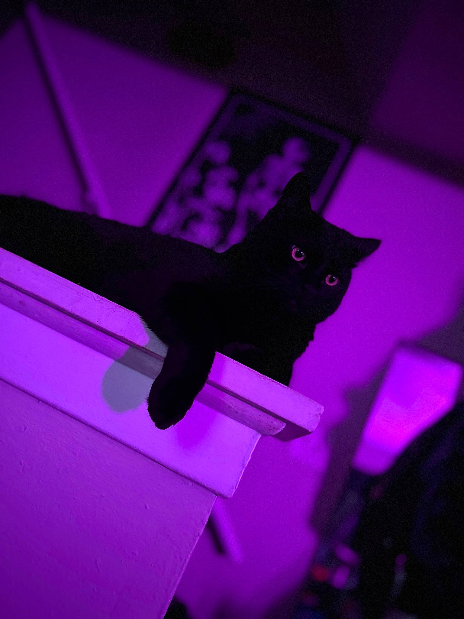 Vader is registered to the contest to win money with this photo: black_cat, carmine, carnivore, cat, darkness, electric_blue, fashion_accessory, felidae, magenta, pattern, pink, plant, purple, room, small_to_medium_sized_cats, stairs, tints_and_shades, tree, violet, whiskers