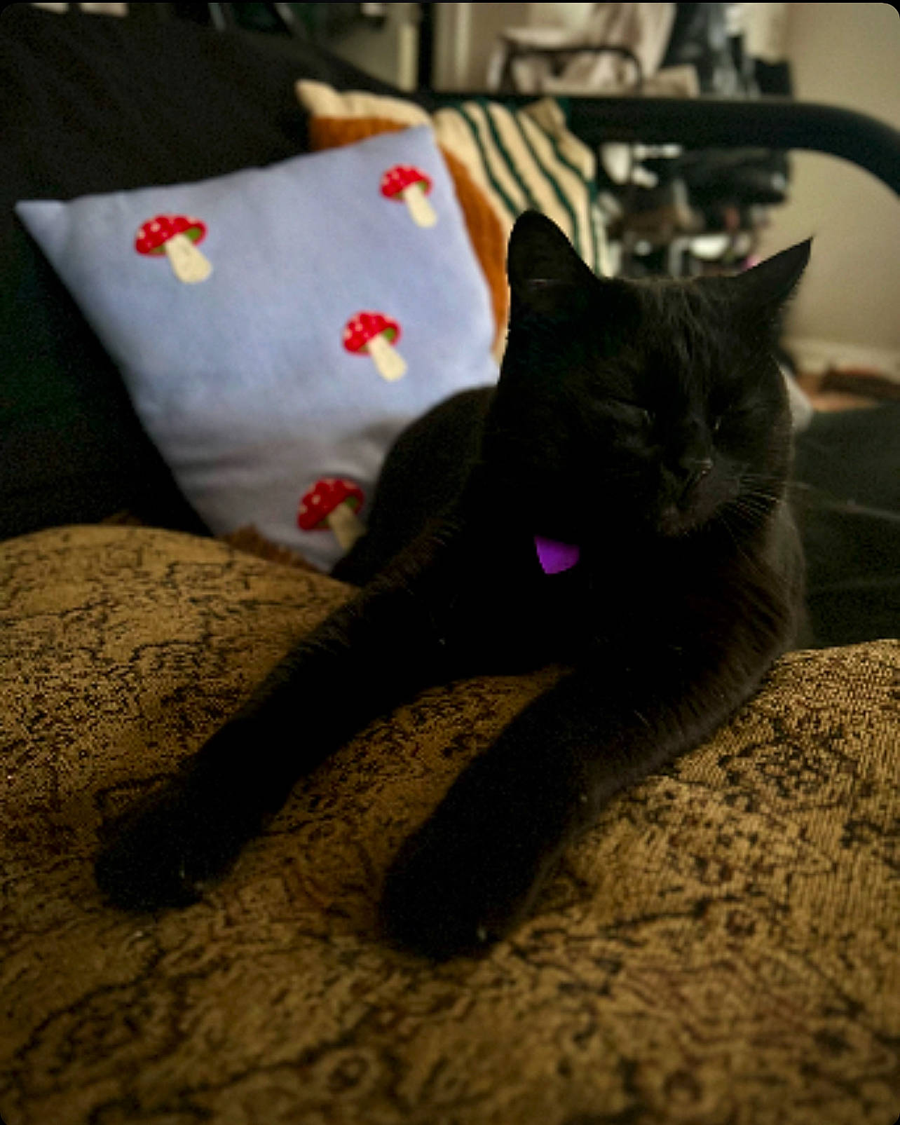 Vader is registered to the contest to win money with this photo: black_cat, carmine, carnivore, cat, claw, comfort, domestic_short_haired_cat, felidae, foot, fur, grey, human_leg, linens, pattern, paw, room, small_to_medium_sized_cats, snout, tail, whiskers