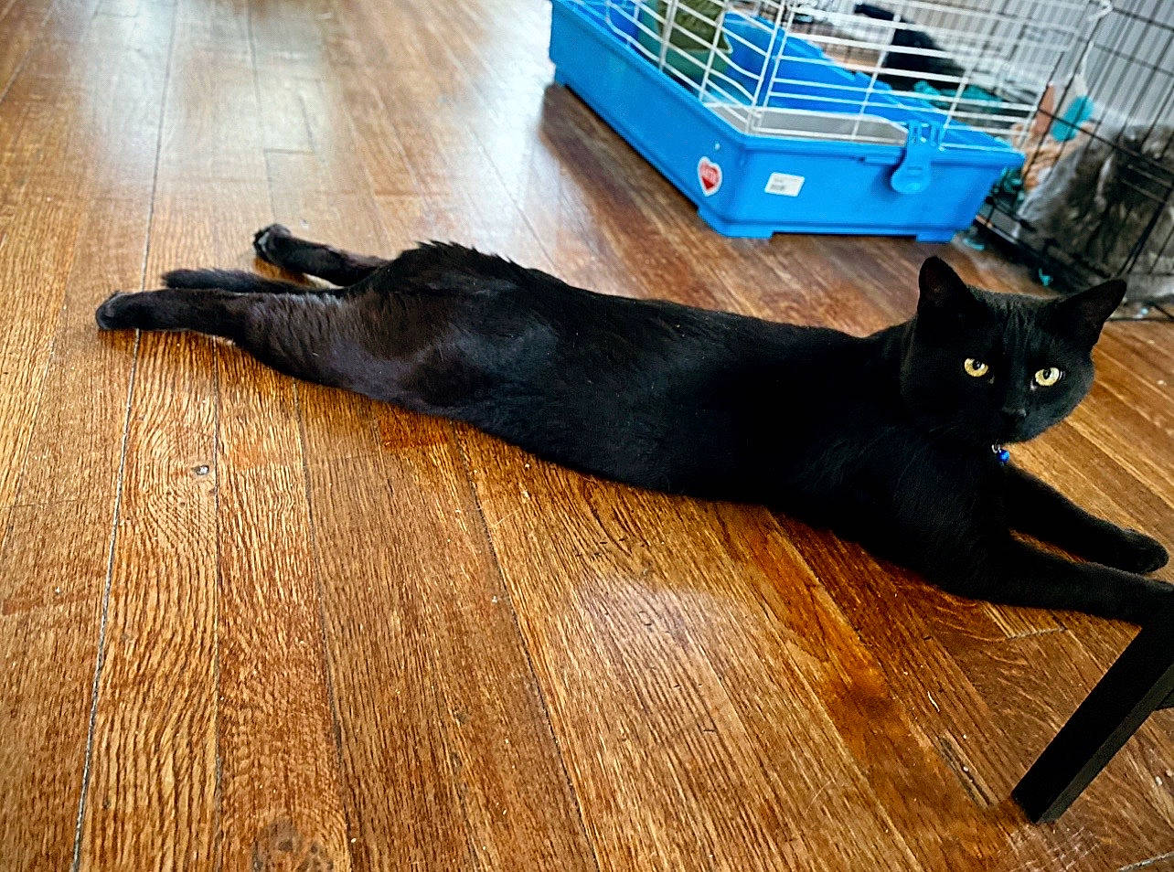 Vader is registered to the contest to win money with this photo: black_cat, bombay, carnivore, cat, dog_breed, domestic_short_haired_cat, felidae, floor, flooring, fur, hardwood, laminate_flooring, small_to_medium_sized_cats, snout, tail, varnish, whiskers, wood, wood_flooring, wood_stain