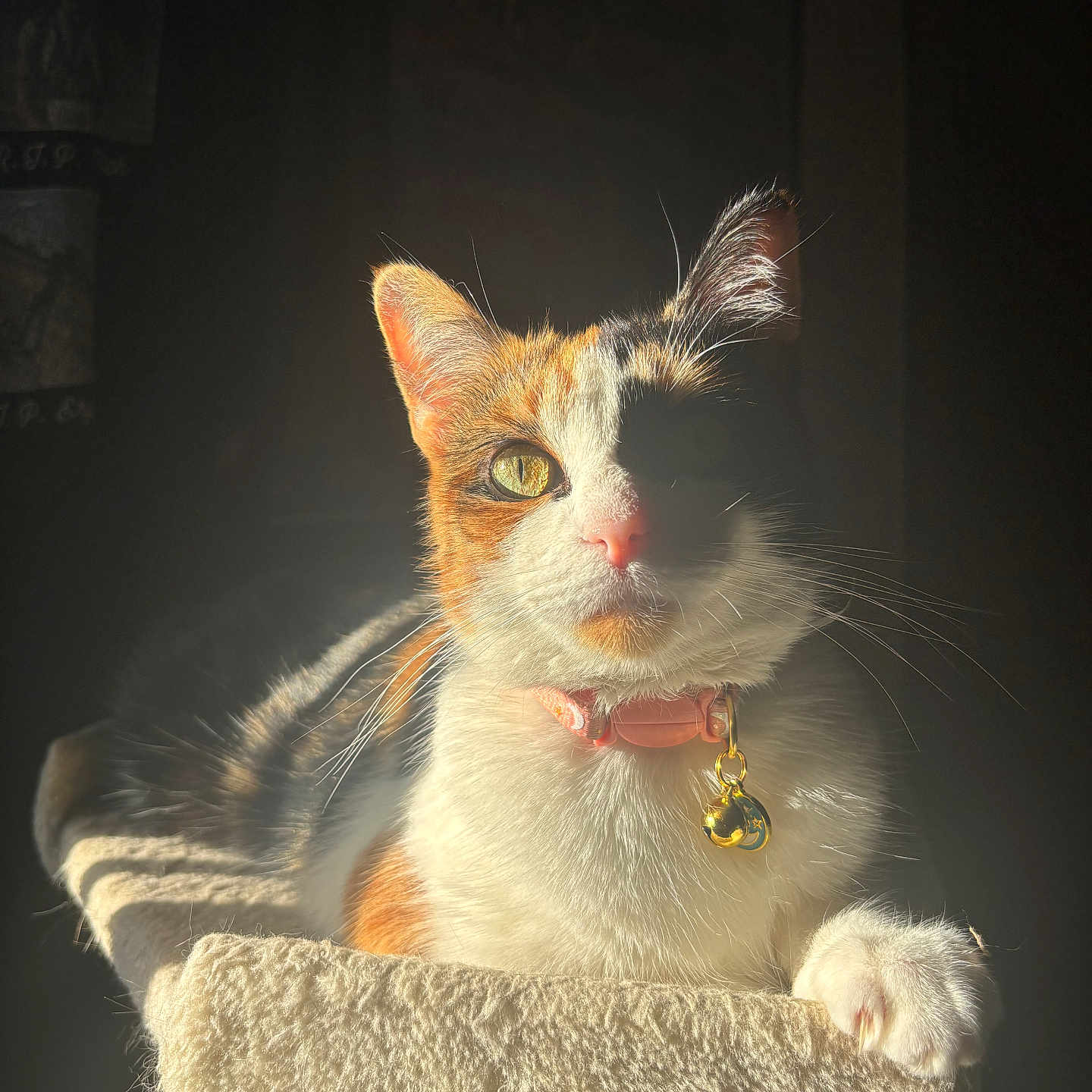 Miss Kitty is registered to the contest to win money with this photo: abyssinian, accessories, angora, animal, bodypart, cat, collar, egyptiancat, kitten, leash, manx, mouth, person, pet, siamese, strap