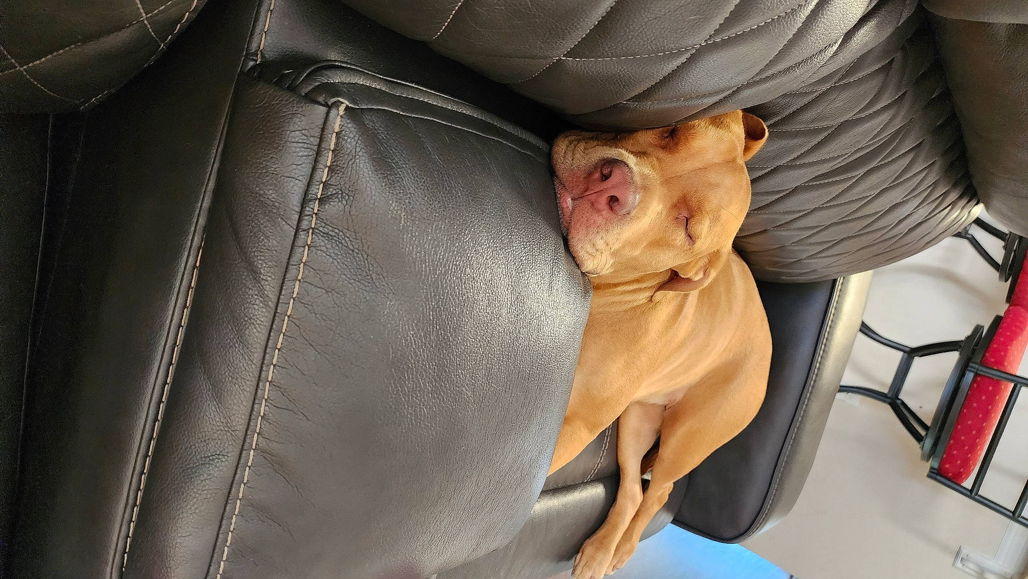 Lozen joined the competition — help win amazing prizes! auto_part, canidae, car_seat, carnivore, comfort, companion_dog, dog, dog_breed, eyewear, fawn, foot, glasses, human_leg, seat_belt, sitting, snout, sporting_group, sunglasses, vehicle_door, whiskers