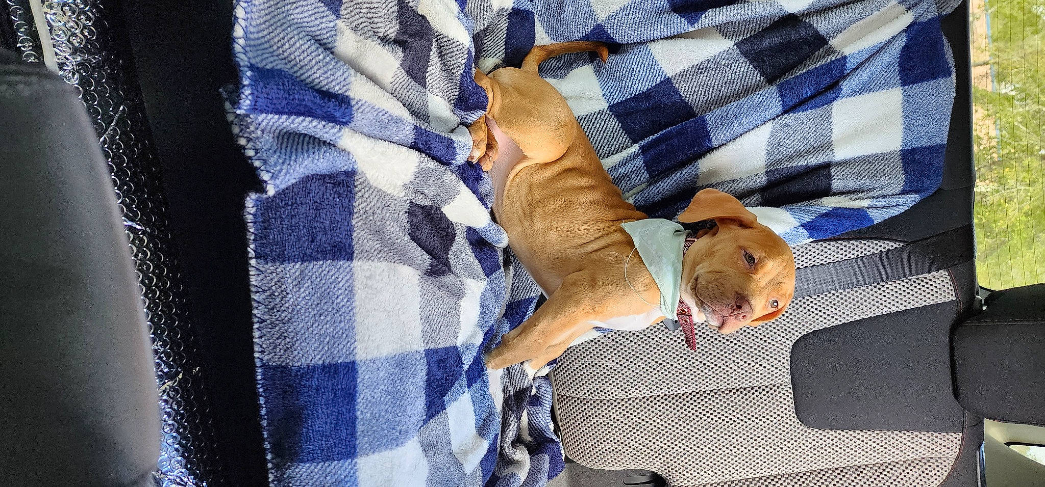 Lozen joined the competition — help win amazing prizes! canidae, carnivore, comfort, companion_dog, couch, dog, dog_breed, electric_blue, fawn, fur, linens, pattern, plaid, room, sleeve, sporting_group, tail, tartan, textile, wood