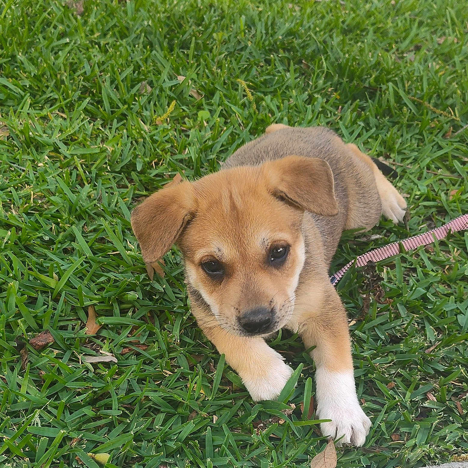 Mandy M Perez joined the competition — help win amazing prizes! accessories, animal, ball, beagle, canine, chihuahua, dog, goldenretriever, grass, herbal, herbs, hound, husky, labradorretriever, lawn, leash, pet, plant, puppy, strap