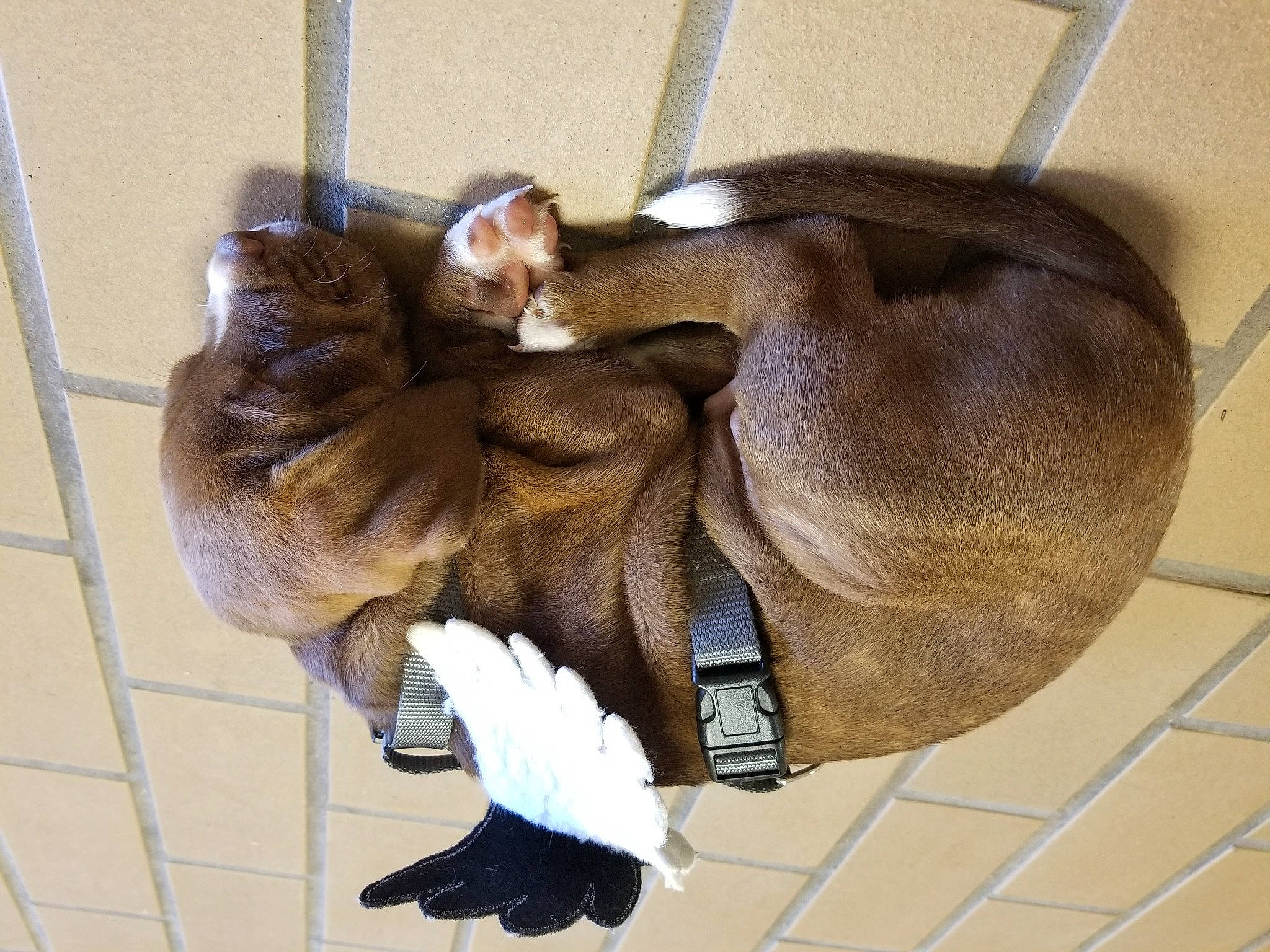 Axl joined the competition — help win amazing prizes! canidae, collar, comfort, companion_dog, dog_breed, fashion_accessory, fawn, fur, leash, liver, pet_supply, tail, wing, working_animal