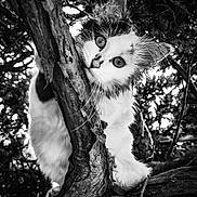 Nala participe au concours pour gagner de l'argent avec cette photo : kitten, cat, tree, branch, outdoor, nature, black_and_white, animal, fur, curious, close_up, wildlife, pet, young, whiskers, eyes, climbing, wood, texture, portrait