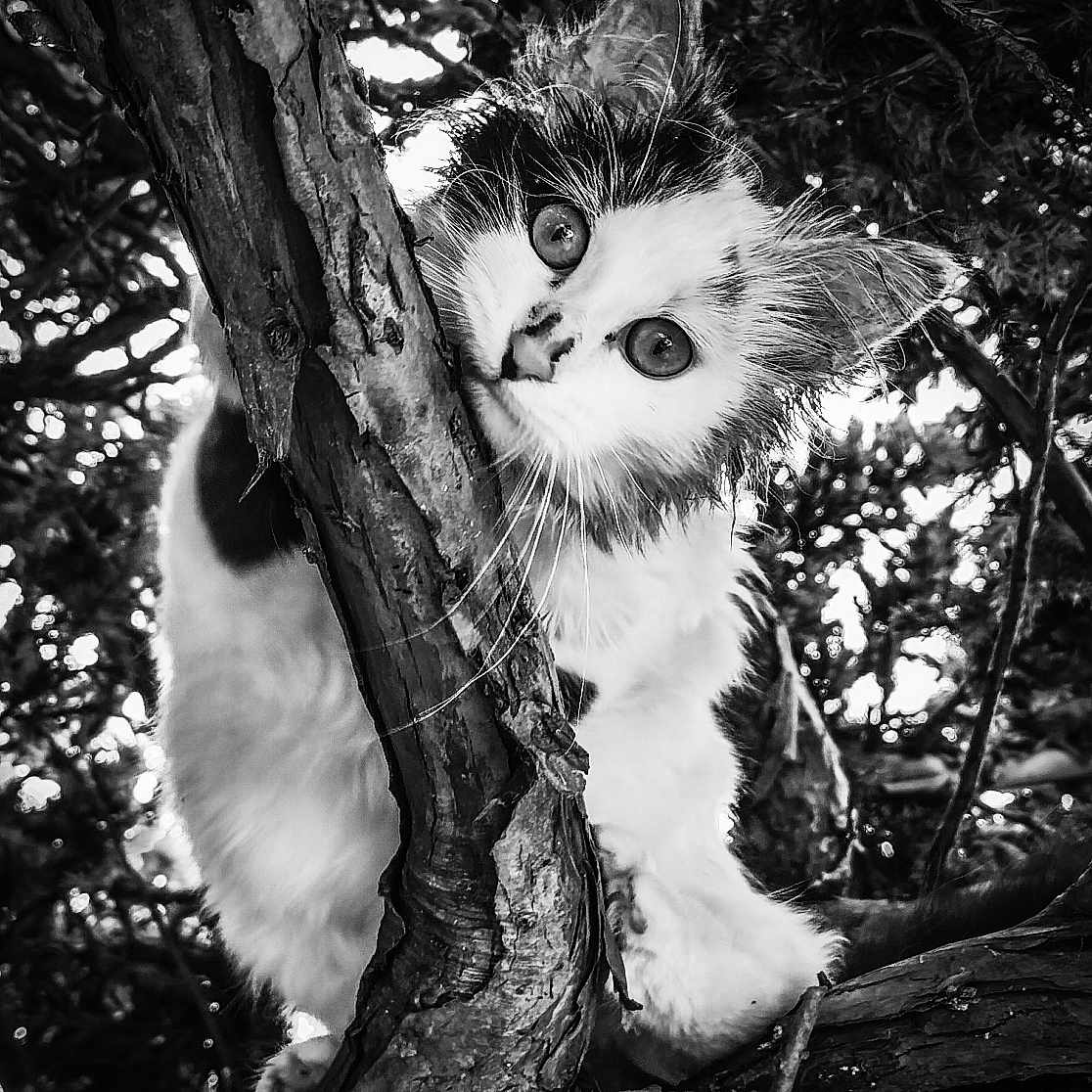 Nala participe au concours pour gagner de l'argent avec cette photo : animal, black_and_white, branch, cat, climbing, close_up, curious, eyes, fur, kitten, nature, outdoor, pet, portrait, texture, tree, whiskers, wildlife, wood, young
