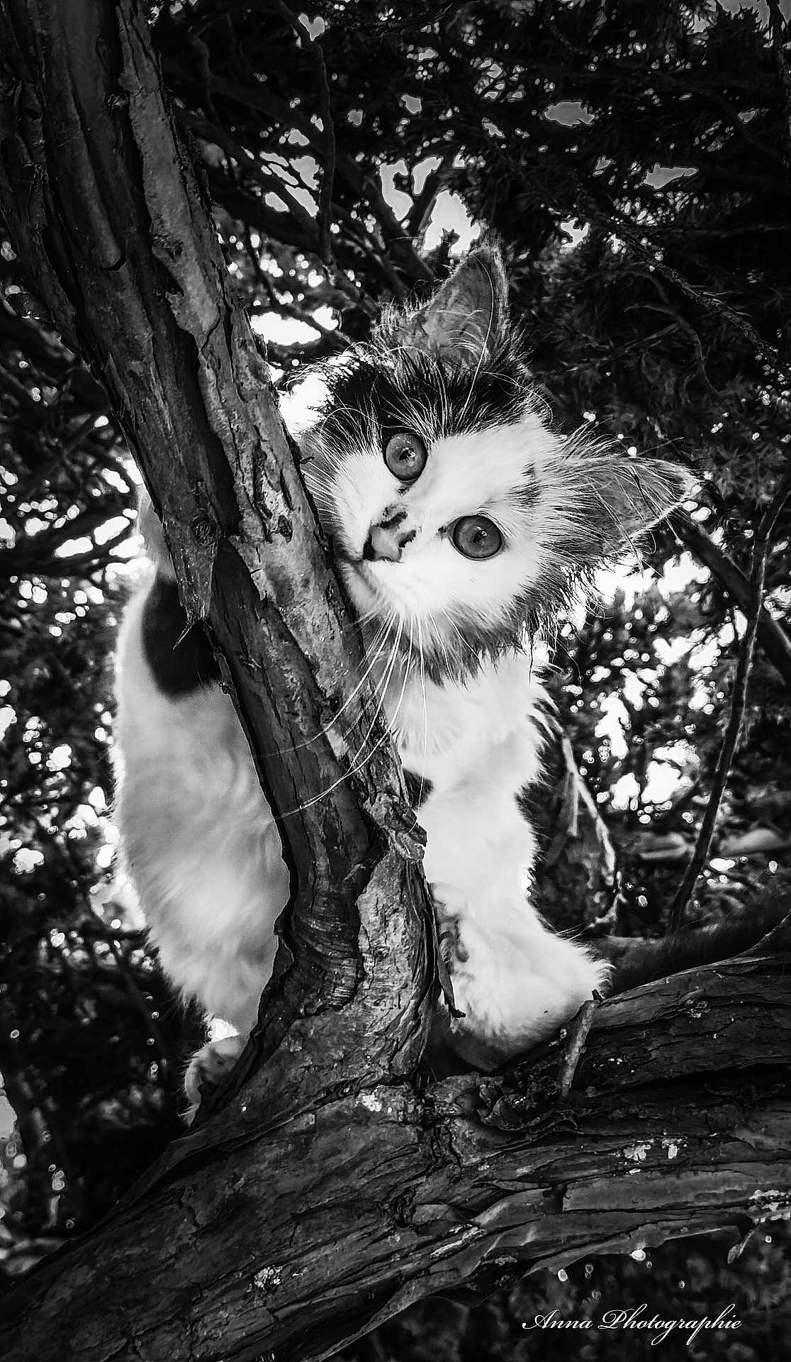 Nala participe au concours pour gagner de l'argent avec cette photo : kitten, cat, tree, branch, outdoor, nature, black_and_white, animal, fur, curious, close_up, wildlife, pet, young, whiskers, eyes, climbing, wood, texture, portrait