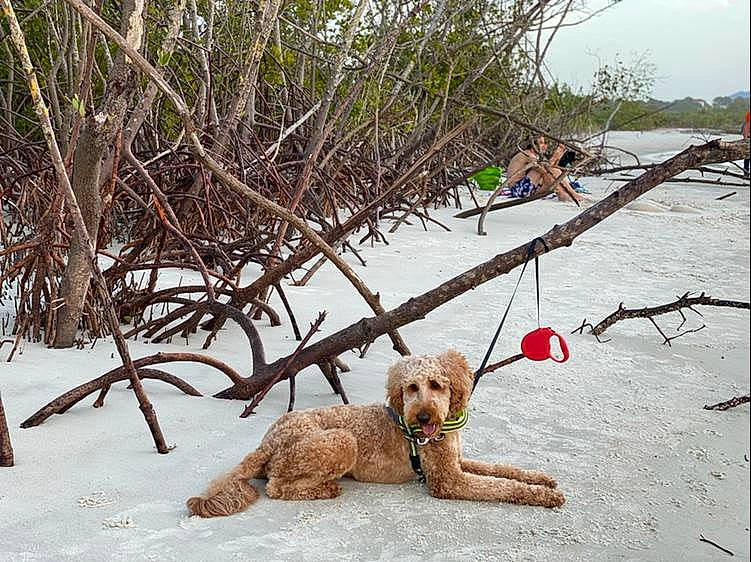 Alphy joined the competition — help win amazing prizes! basset_fauve_de_bretagne, canidae, carnivore, dog, dog_breed, goldendoodle, labradoodle, plant, sporting_group, styrian_coarse_haired_hound, tree, vacation