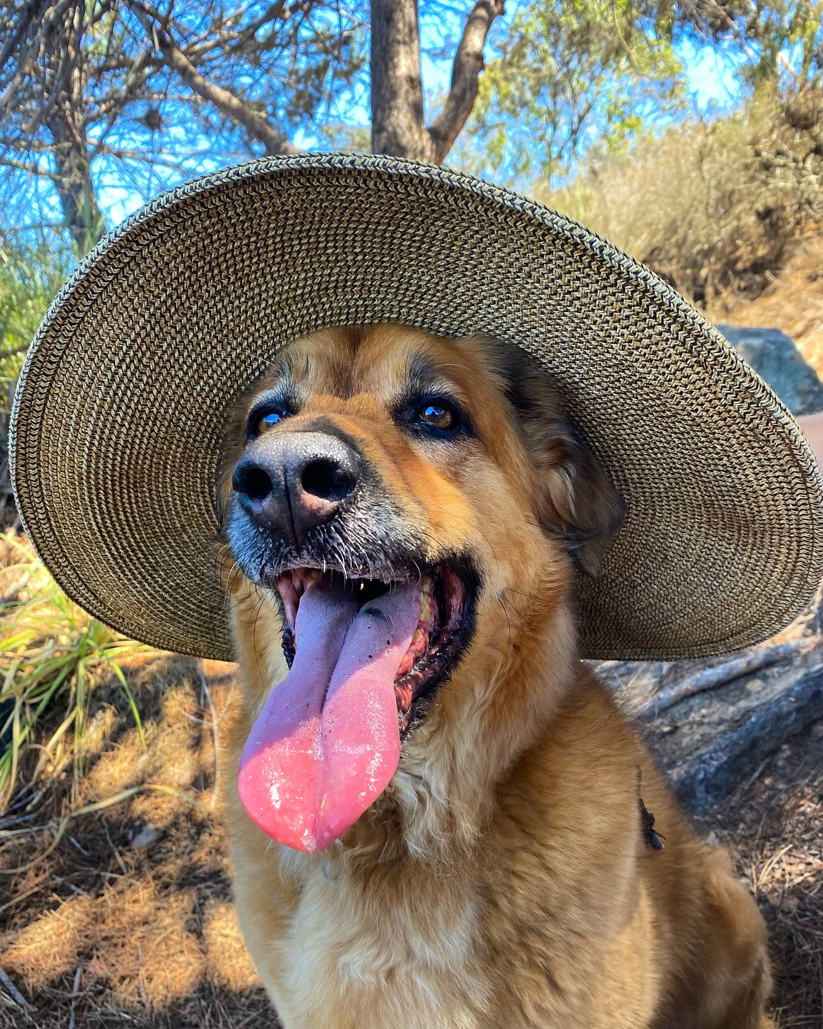 Tucker is registered to the contest to win money with this photo: canidae, carnivore, collar, companion_dog, disc_dog, dog, dog_breed, fawn, fence, grass, hat, plant, smile, snout, sporting_group, terrestrial_animal, tree, whiskers, wildlife, working_dog