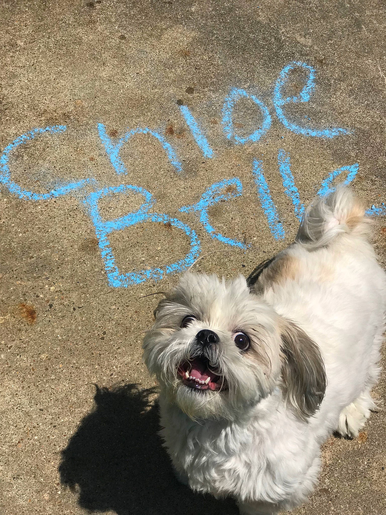 Chloe Belle joined the competition — help win amazing prizes! canidae, carnivore, cavachon, chinese_imperial_dog, companion_dog, dog, dog_breed, fur, havanese, lhasa_apso, lowchen, mal_shi, maltepoo, maltese, morkie, paw, puppy, rare_breed_dog, shih_tzu, toy_dog