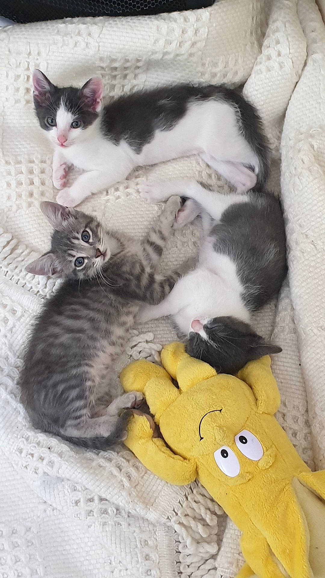 Pixel a rejoint le concours — aidez-le/la à gagner de superbes lots ! carnivore, cat, domestic_short_haired_cat, european_shorthair, felidae, kitten, mammal, paw, polydactyl_cat, small_to_medium_sized_cats, tail, whiskers