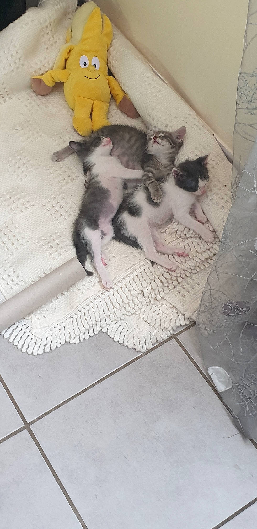 Pixel a rejoint le concours — aidez-le/la à gagner de superbes lots ! british_shorthair, carnivore, cat, domestic_short_haired_cat, egyptian_mau, european_shorthair, fawn, felidae, floor, flooring, kitten, norwegian_forest_cat, paw, polydactyl_cat, small_to_medium_sized_cats, tail, whiskers