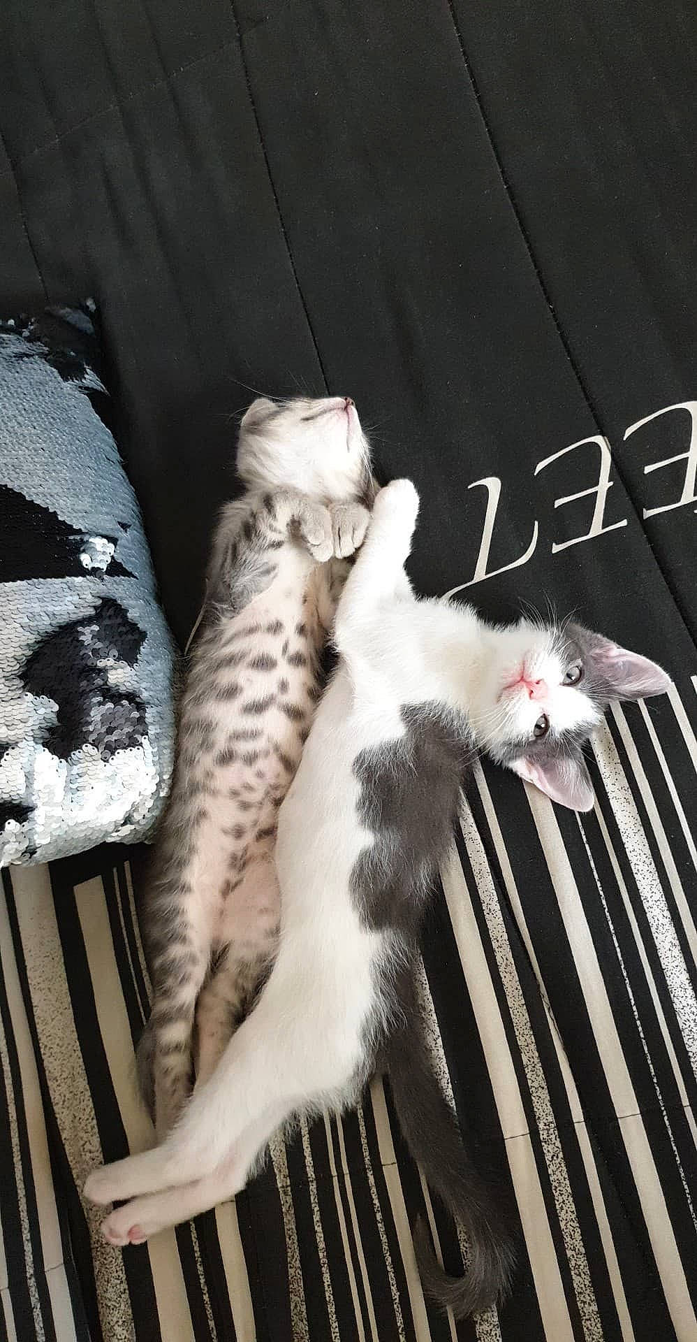 Pixel participe au concours pour gagner de l'argent avec cette photo : aegean_cat, american_curl, american_wirehair, asian, carnivore, cat, domestic_short_haired_cat, egyptian_mau, european_shorthair, felidae, kitten, leg, photo_caption, polydactyl_cat, small_to_medium_sized_cats, tail, turkish_angora, turkish_van, whiskers