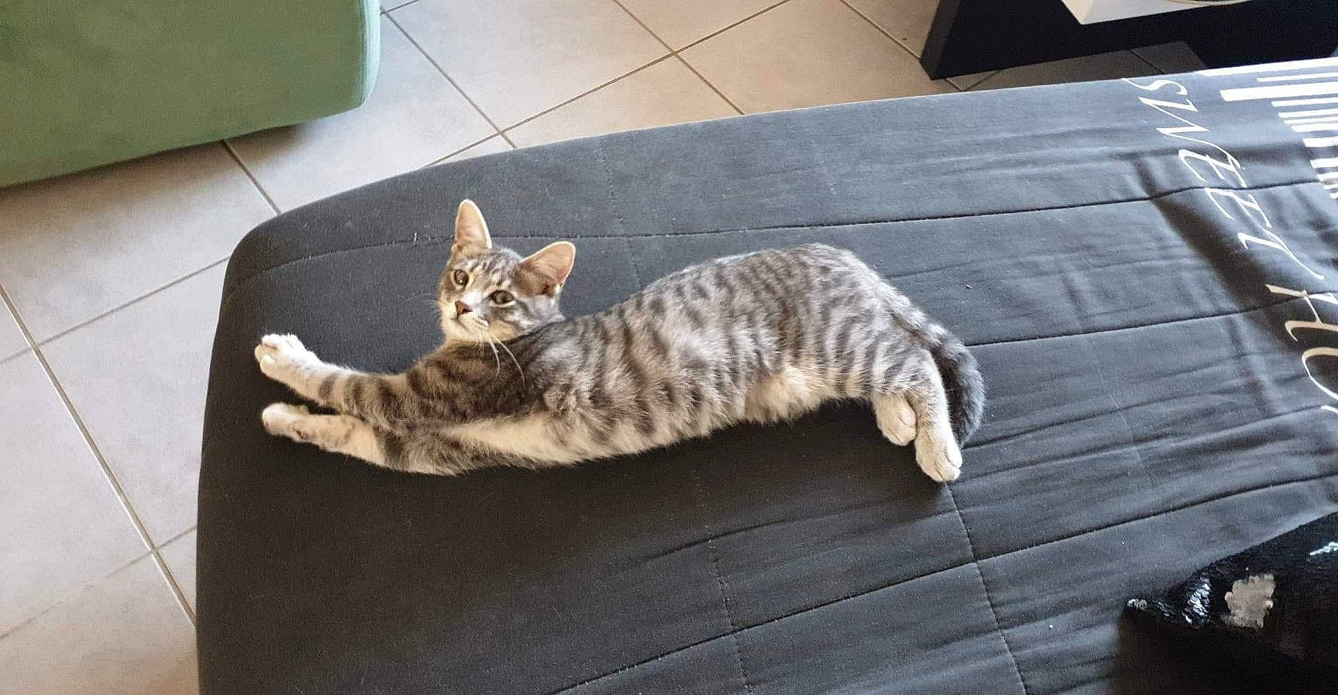 Pixel participe au concours pour gagner de l'argent avec cette photo : american_shorthair, asian, bengal, carnivore, cat, domestic_short_haired_cat, dragon_li, egyptian_mau, european_shorthair, felidae, floor, kitten, mammal, ocicat, small_to_medium_sized_cats, tabby_cat, tail, vertebrate, whiskers, wood