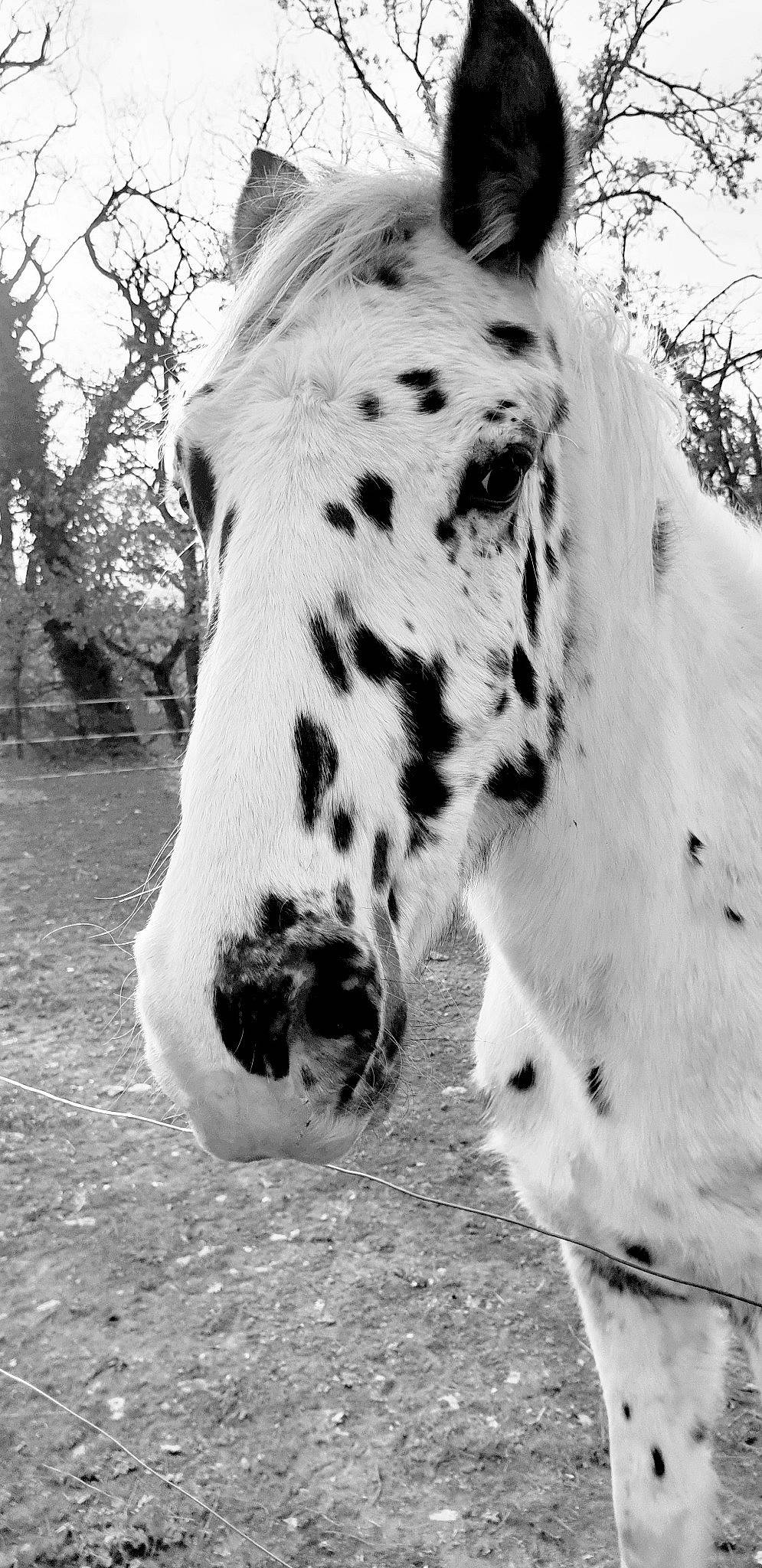 Good Boy a rejoint le concours — aidez-le/la à gagner de superbes lots ! black_and_white, dalmatian, horse, mammal, mane, monochrome_photography, non_sporting_group, nose, photography, plant, snout, stock_photography, tree, white, wildlife