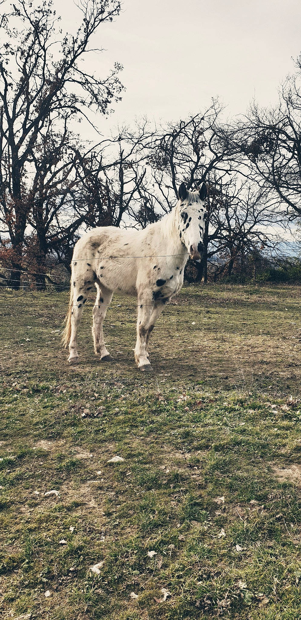Good Boy a rejoint le concours — aidez-le/la à gagner de superbes lots ! branch, foal, grass, grassland, grazing, horse, landscape, livestock, mammal, mane, mare, meadow, pasture, plant, rural_area, sky, stallion, terrestrial_animal, tree, wildlife