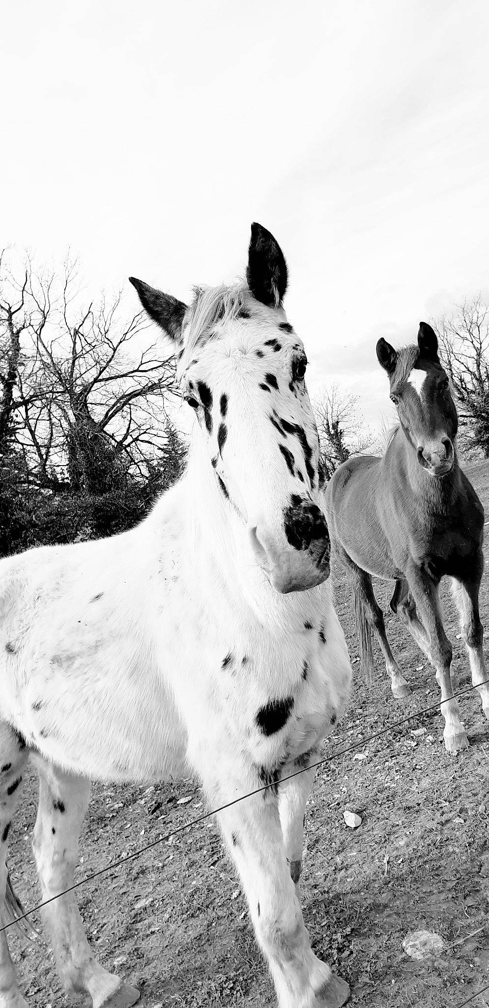 Good Boy participe au concours pour gagner de l'argent avec cette photo : adaptation, black_and_white, burro, horse, livestock, mammal, mane, mare, monochrome, monochrome_photography, mustang_horse, pack_animal, photography, plant, snout, stock_photography, terrestrial_animal, vertebrate, white, wildlife
