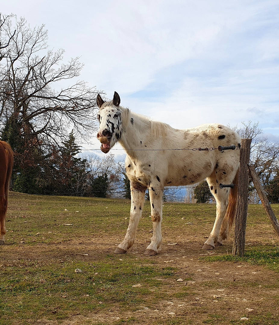 Good Boy a rejoint le concours — aidez-le/la à gagner de superbes lots ! farm, grassland, grazing, horse, landscape, livestock, mammal, mane, mare, meadow, pasture, plant, ranch, rural_area, sky, snout, stallion, terrestrial_animal, tree, wildlife