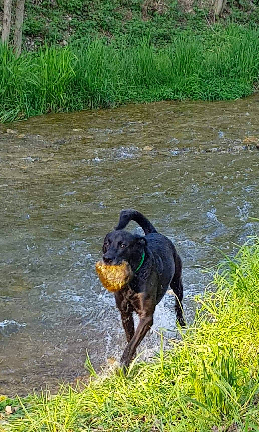 Iro a rejoint le concours — aidez-le/la à gagner de superbes lots ! canidae, carnivore, dog, dog_breed, grass, guard_dog, hunting_dog, labrador_retriever, mammal, retriever, sporting_group, vertebrate, water_resources, working_dog