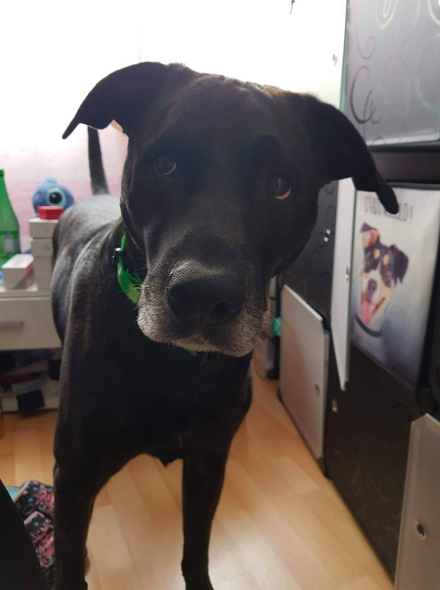 Iro a rejoint le concours — aidez-le/la à gagner de superbes lots ! american_pit_bull_terrier, beagador, canidae, carnivore, dog, dog_breed, ear, formosan_mountain_dog, great_dane, guard_dog, labrador_retriever, non_sporting_group, patterdale_terrier, snout, sporting_group, tail