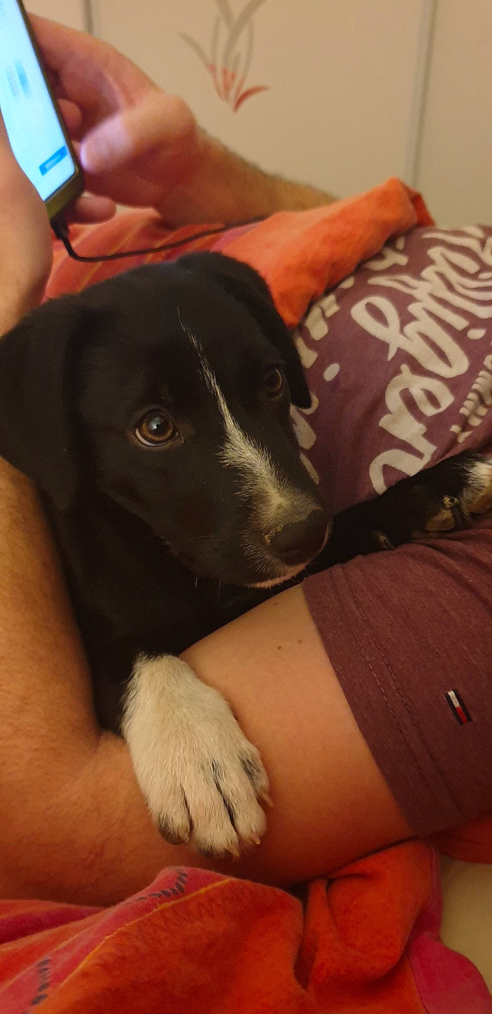 Play-boy participe au concours pour gagner de l'argent avec cette photo : arm, borador, canidae, carnivore, dog, dog_breed, ear, hand, labrador_retriever, leg, puppy, snout, sporting_group