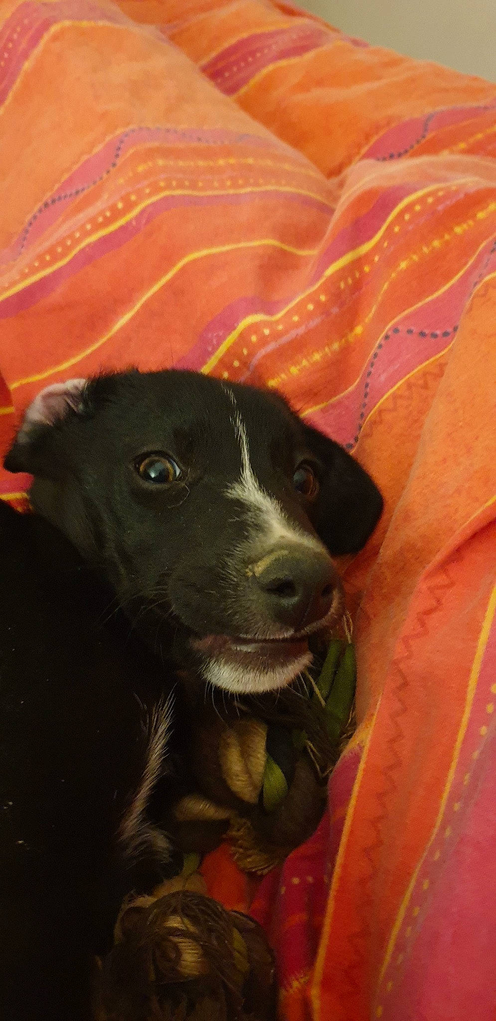 Play-boy participe au concours pour gagner de l'argent avec cette photo : borador, canidae, carnivore, dog, dog_breed, labrador_retriever, mammal, patterdale_terrier, puppy, retriever, snout, sporting_group, vertebrate, whiskers