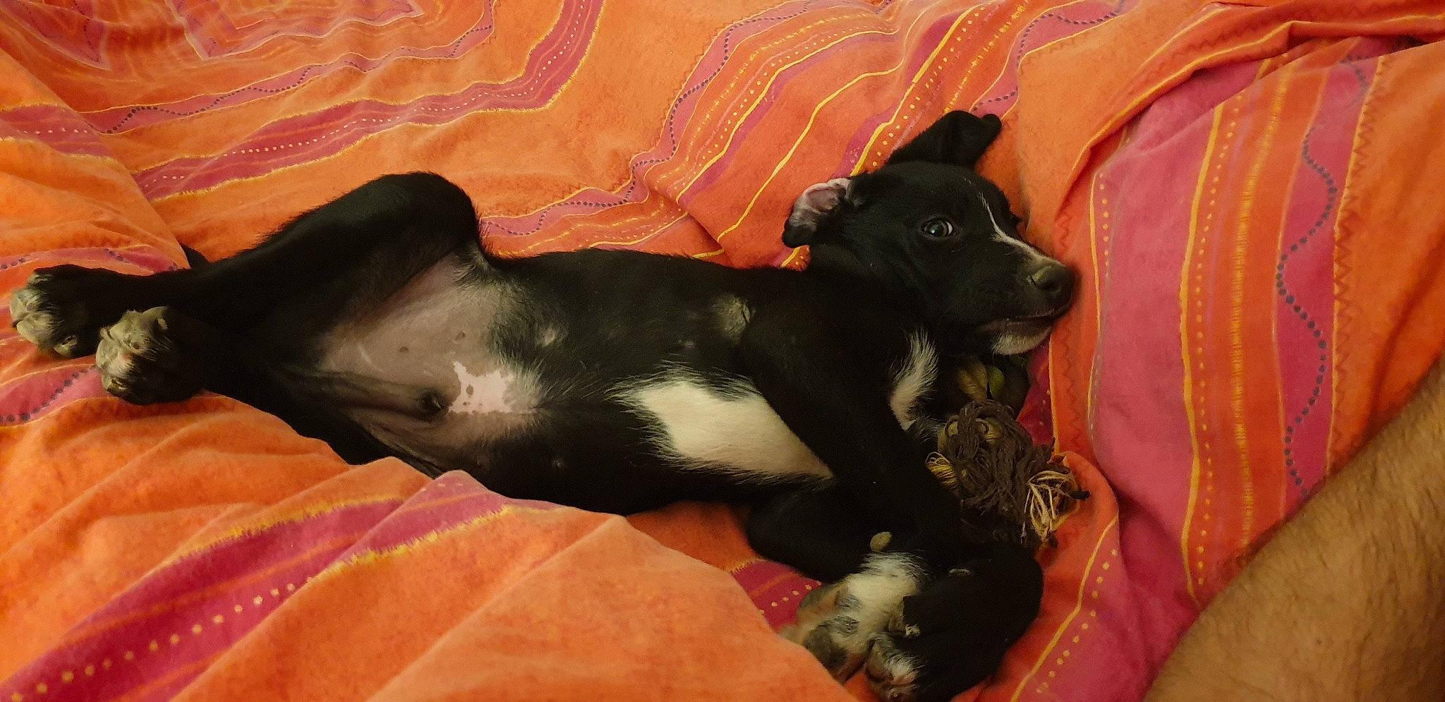 Play-boy participe au concours pour gagner de l'argent avec cette photo : borador, canidae, carnivore, dog, dog_breed, mammal, non_sporting_group, puppy, snout, sporting_group