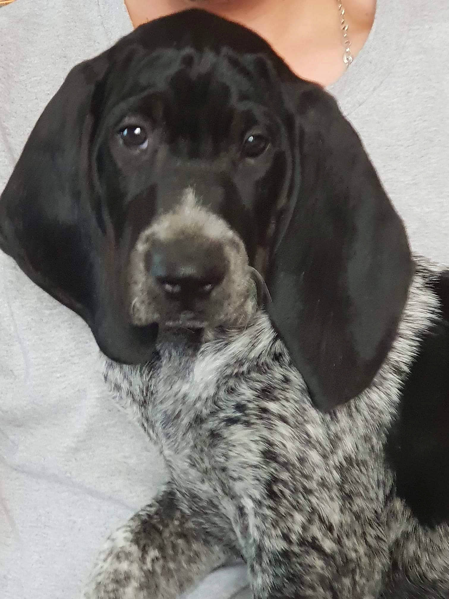 Oreo a rejoint le concours — aidez-le/la à gagner de superbes lots ! beagador, bluetick_coonhound, braque_dauvergne, braque_francais, canidae, carnivore, dog, dog_breed, german_longhaired_pointer, german_shorthaired_pointer, grand_bleu_de_gascogne, hunting_dog, mammal, old_danish_pointer, pachon_navarro, pointer, pointing_breed, rare_breed_dog, sporting_group, vertebrate