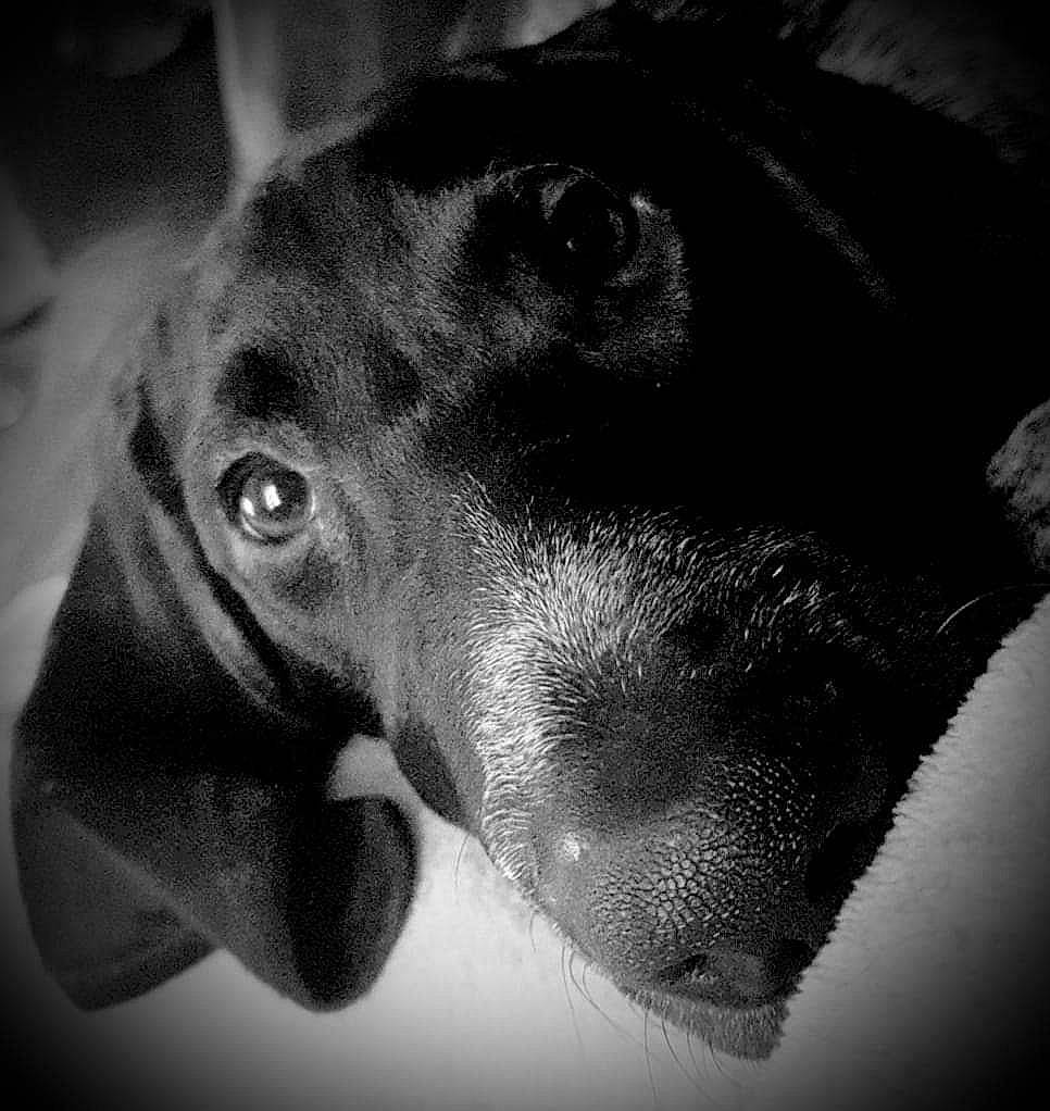 Oreo participe au concours pour gagner de l'argent avec cette photo : black, black_and_white, canidae, carnivore, close_up, dachshund, dog, dog_breed, ear, eye, head, jaw, monochrome, monochrome_photography, nose, photography, snout, sporting_group, style, whiskers